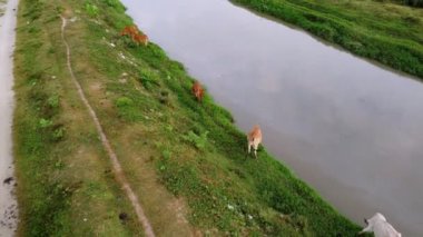 İnekler otluyor ve nehir kenarında su içiyorlar.