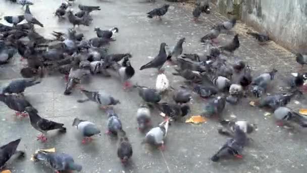 Tauben Fressen Brot Straßenboden — Stockvideo