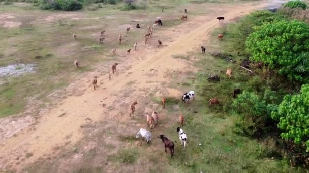 空中俯瞰一群奶牛走在乡间小路上 — 图库视频影像