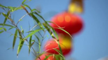 Arka plan kırmızı fenerli yeşil bitkinin seçici odağı