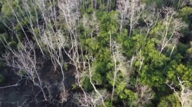 Havadan bakıldığında yapraksız mangrov ağacı ormanı