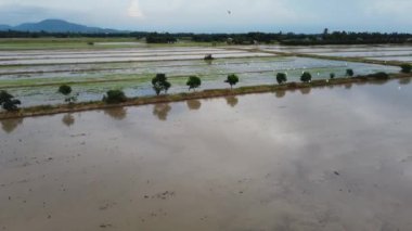 Beyaz balıkçıl çeltik tarlasında özgürce uçuyor.