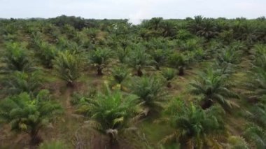 Yanan palmiye ağaçlarına doğru uç ve dumanı serbest bırak.