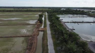 Tarım mevsiminde çeltik tarlası havası
