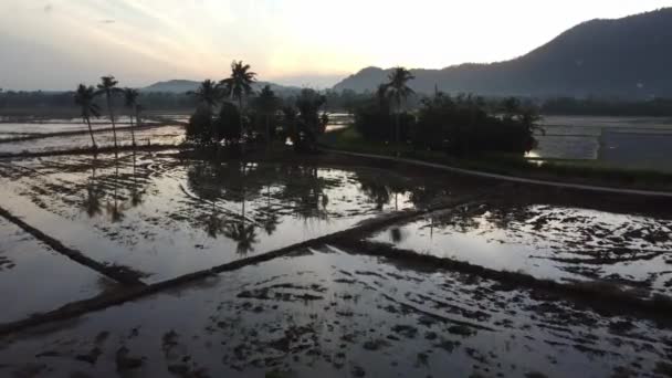 早上空中飞向椰子树的轮廓和稻田 — 图库视频影像