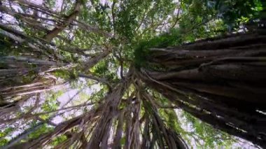 Git ve ormandaki Banyan ağacına bak.