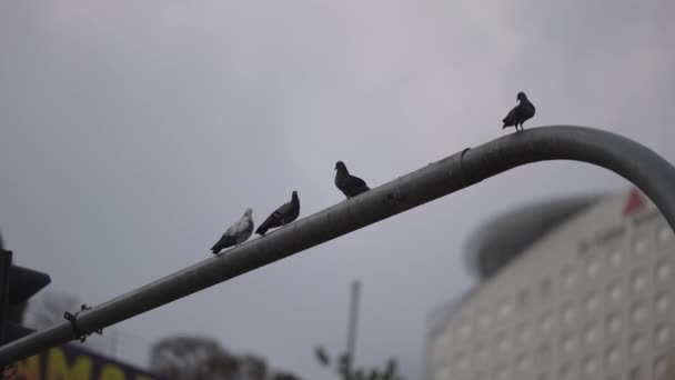 Pigeons Bird Stay Traffic Light Overcast Day — Stock Video