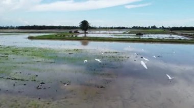 Nibong Tebal, Penang, Malezya - 21 Ağustos 2021: Kırsal çeltik tarlaları üzerinde havadan uçuş