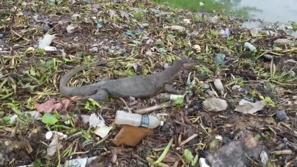 Simang Ampat ペナン マレーシア 2021年8月19日 川の土手でゴミの山に隠れて食べ物を探すトカゲを監視する — ストック動画