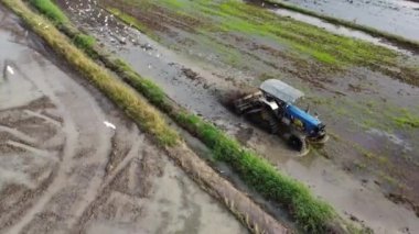 Nibong Tebal, Penang, Malezya - 21 Ağustos 2021: Uçan kuşlar traktörlerin arkasında yiyecek arıyorlar.