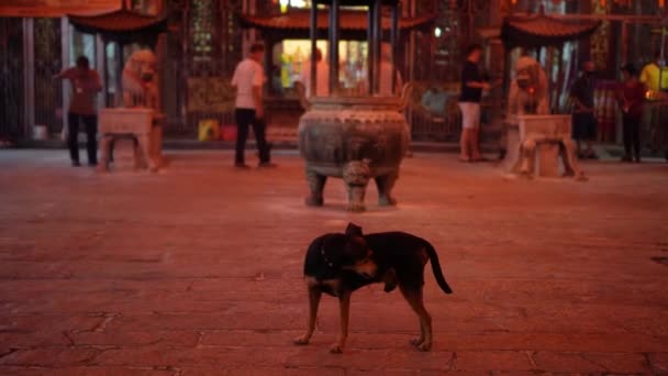 Georgetown Penang Malaysia Jan 2022 Самотній Чорний Собака Ходить Чагарниковому — стокове відео