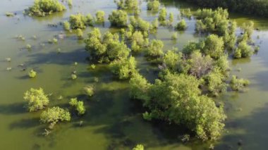 Bataklık Batu Kawan havadan görünüyor. Sudaki bataklıkların yeşil manzarası