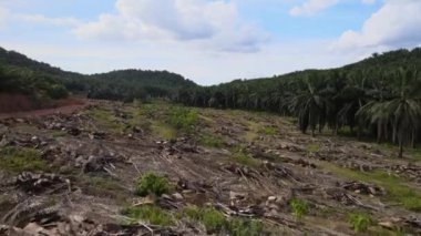 Yağ palmiyesini temizlemek için arazinin üzerinden geç.