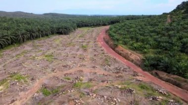 Malezya 'da hava manzaralı palmiye ağacı kesilir