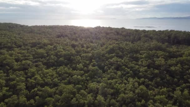 Uitzicht Vanuit Lucht Zee Bij Mangrove Forest — Stockvideo