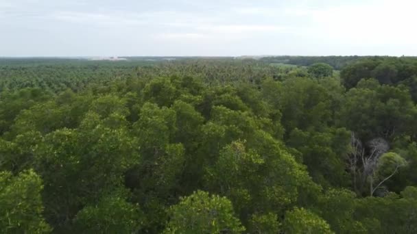 Воздушная Муха Над Мангровым Деревом Кокосовой Плантации Естественных Условиях — стоковое видео