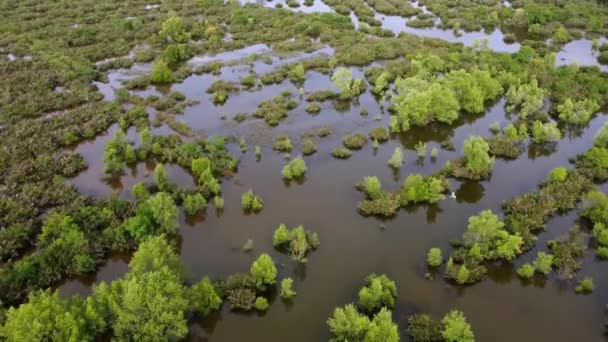 空中ビュー鳥はマングローブの木の湿地反射で飛ぶ — ストック動画