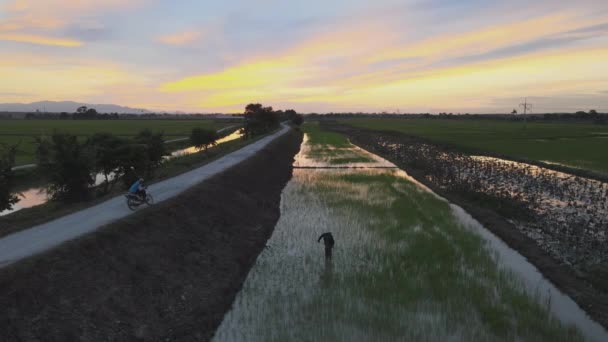 Фермерські Роботи Полі Прогулянок Драматичну Годину Заходу Сонця — стокове відео