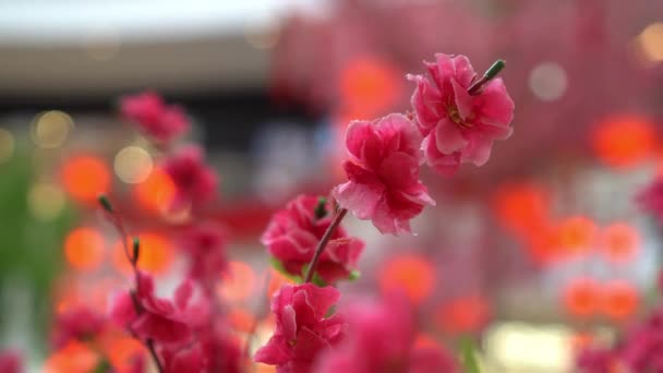 Sztuczny Kwiat Śliwki Dekoracji Podczas Chińskiego Nowego Roku — Wideo stockowe