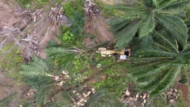 Havadan bak, kazıcıya bak, palmiye ağacını kes.