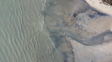 Havadan bakıldığında insanlar kıyı şeridinde deniz tarağı arıyor.