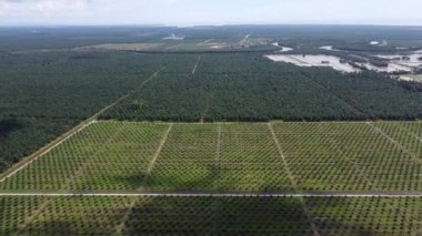 Havadan bakıldığında genç ve olgun yağ palmiyesi fidanlığı