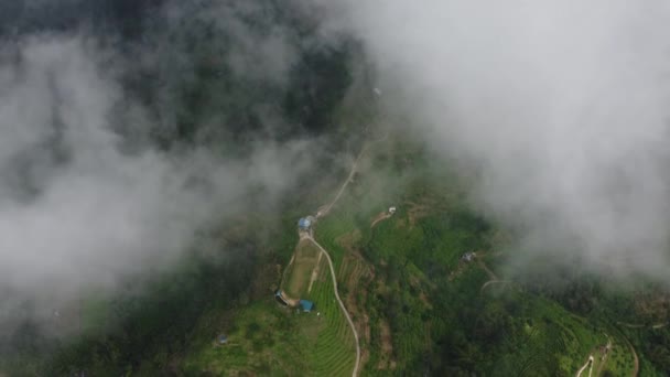 空中ビューは 低雲の移動中に高地でプランテーションを見下ろします — ストック動画