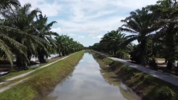 沿着两边长满油棕榈树的小河向前走去 — 图库视频影像
