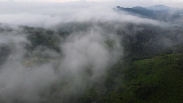 空中看 云雾笼罩着种植园 在高地上空飞舞 — 图库视频影像