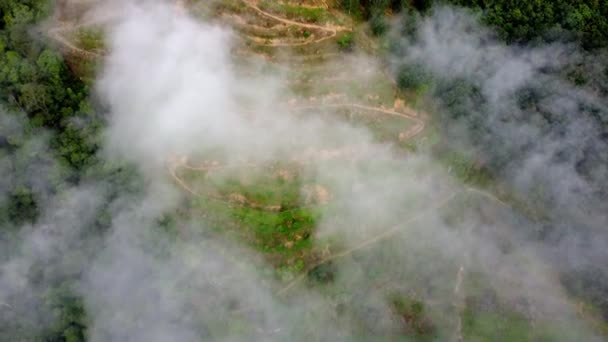 朝の雲に覆われた高原の空中ビューテラスプランテーション — ストック動画