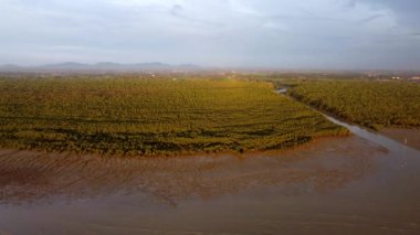 Gökyüzü manzaralı mangrov ağaçları ormanları güzellik güneşi ışığında