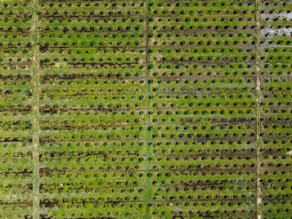 Flygfoto av grön ung olja palm — Stockfoto