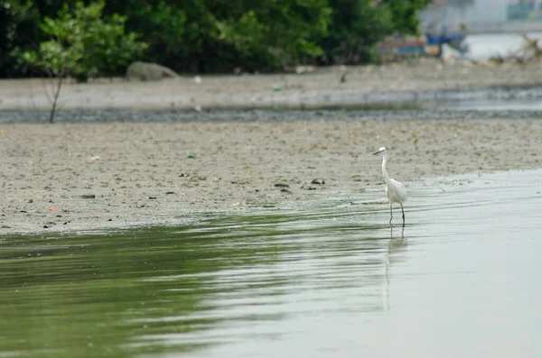 Egret bird searching for food at mangrove swamp of Malaysia.