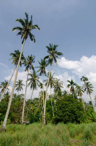 マレーシアのヤシの木の平和的な緑の風景 ストック写真