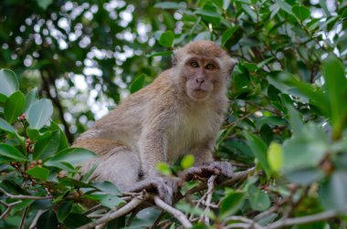 Uzun kuyruklu maymun ağaçlarda meyve yiyor. Malezya yağmur ormanları hayvanı.