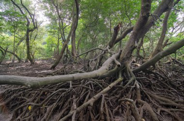 Malezya 'daki Mangrove ağaç ormanı alçak açılı.