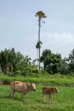 Yeşil tarlada inekler ve sığırlar. Arkası Pinang ağacı..