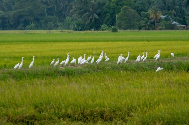 Akbalıkçıl kuşları çeltik tarlasında yiyecek aramak için kalırlar. Doğal yaşam çeltik tarlası Malezya.
