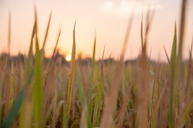 Gün batımında olgun sarı çeltik tarlası.