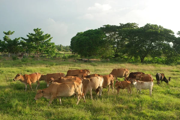 Manada Vacas Campo Verde Pastando Grama — Fotografia de Stock