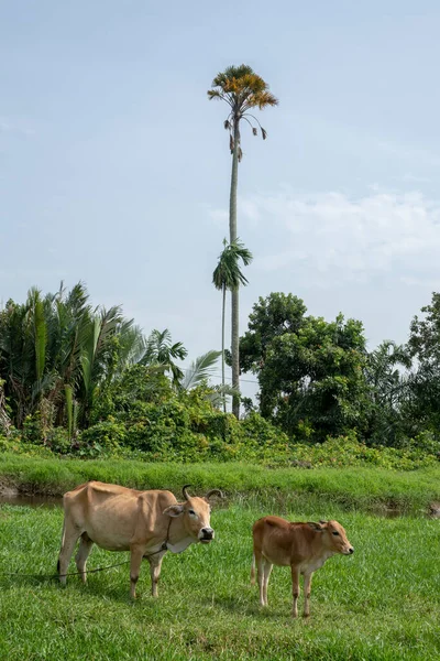 Yeşil tarlada inekler ve sığırlar. Arkası Pinang ağacı..