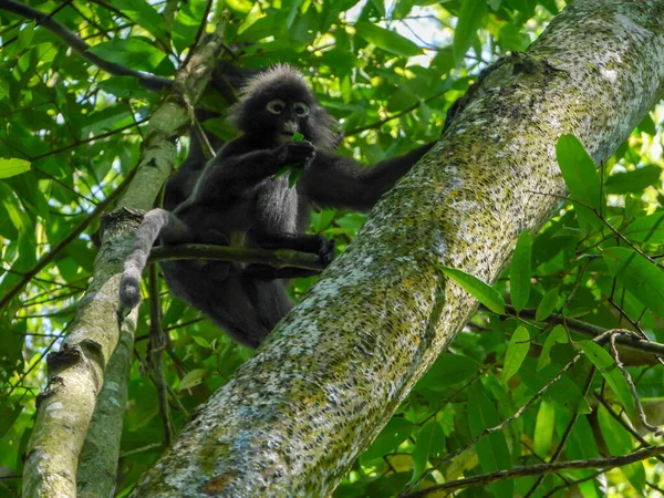 Dusky leaf monkey eat on tree.