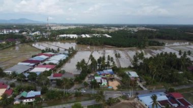 Sebearang Perai, Penang, Malezya - Sep 07 2021: Çeltik yakınlarındaki Malezya köyü, petrol palmiyesi tarlası