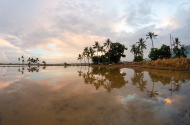 Dramatik gündoğumu anında yansıyan hindistan cevizi ağaçları sırası