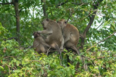 Macak Maymunu ağaçta kürkünü birbirine sürtüyor.