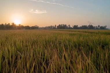 Kırsal bölgedeki çeltik tarlasında güneş batıyor