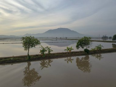 Yansıma ağaçları sisli bir sabah çeltik tarlasında yetişir.