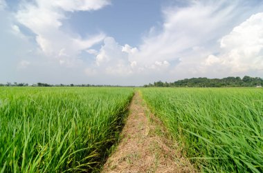 Sıcak ve güneşli bir günde yeşil çeltik tarlasında lider bir yol.