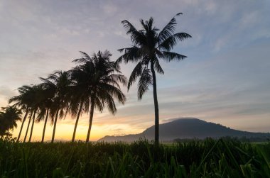 Gün doğumunda hindistancevizi siluetinde.