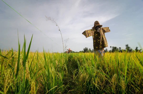 Scarecrows in Malaysia traditional costume protect paddy field